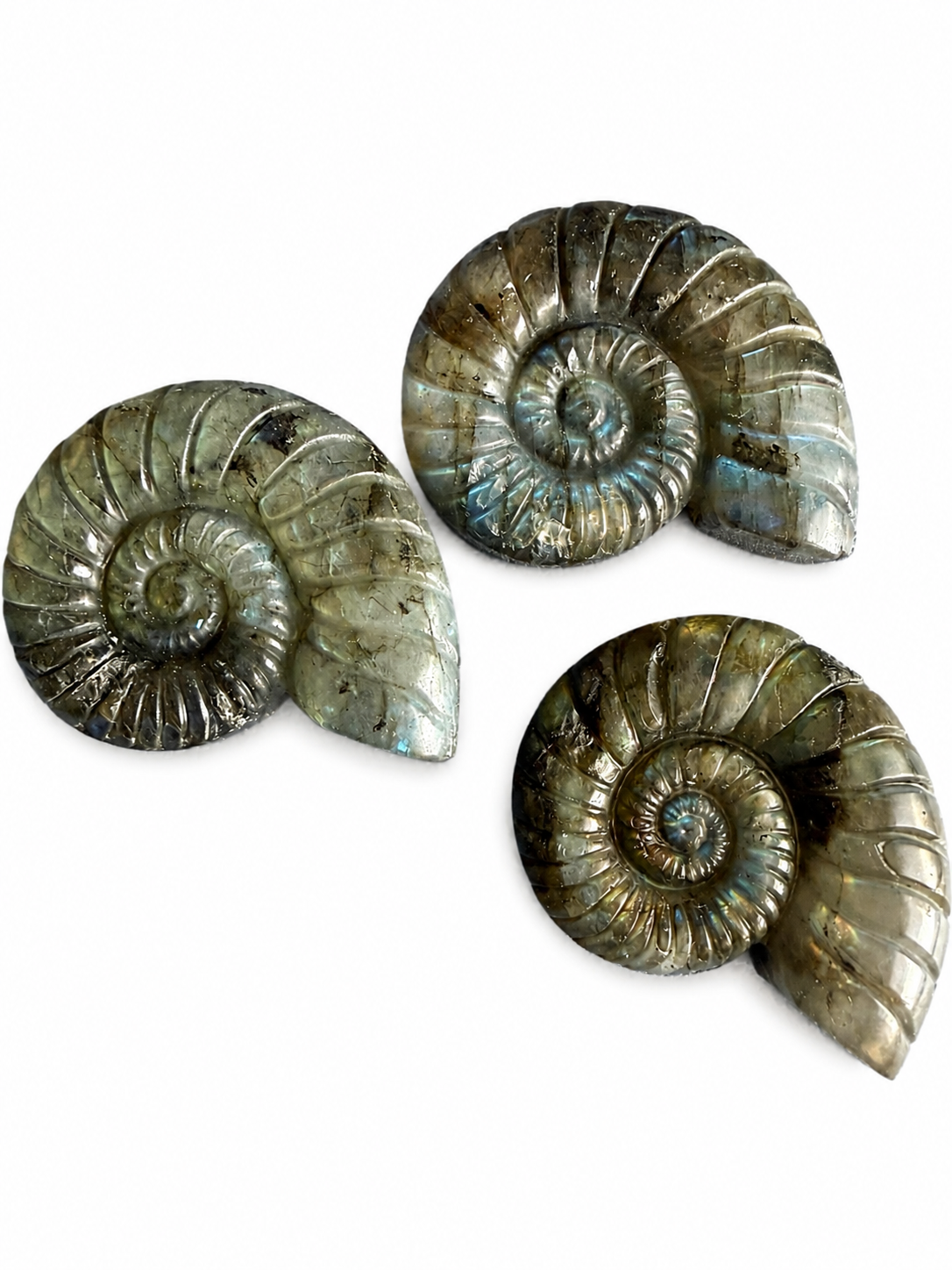 Labradorite carved natural crystal ammonites