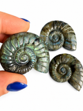 Labradorite carved natural crystal ammonites