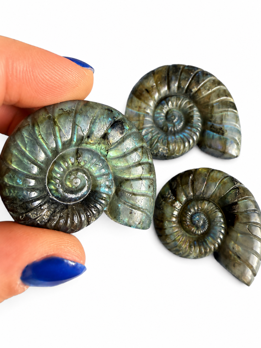 Labradorite carved natural crystal ammonites