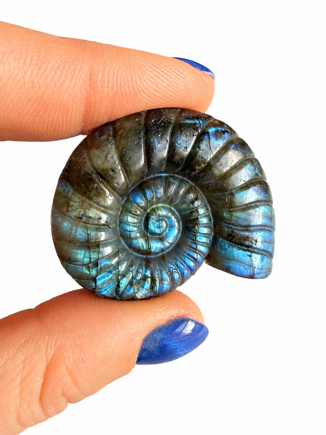 Labradorite carved natural crystal ammonites
